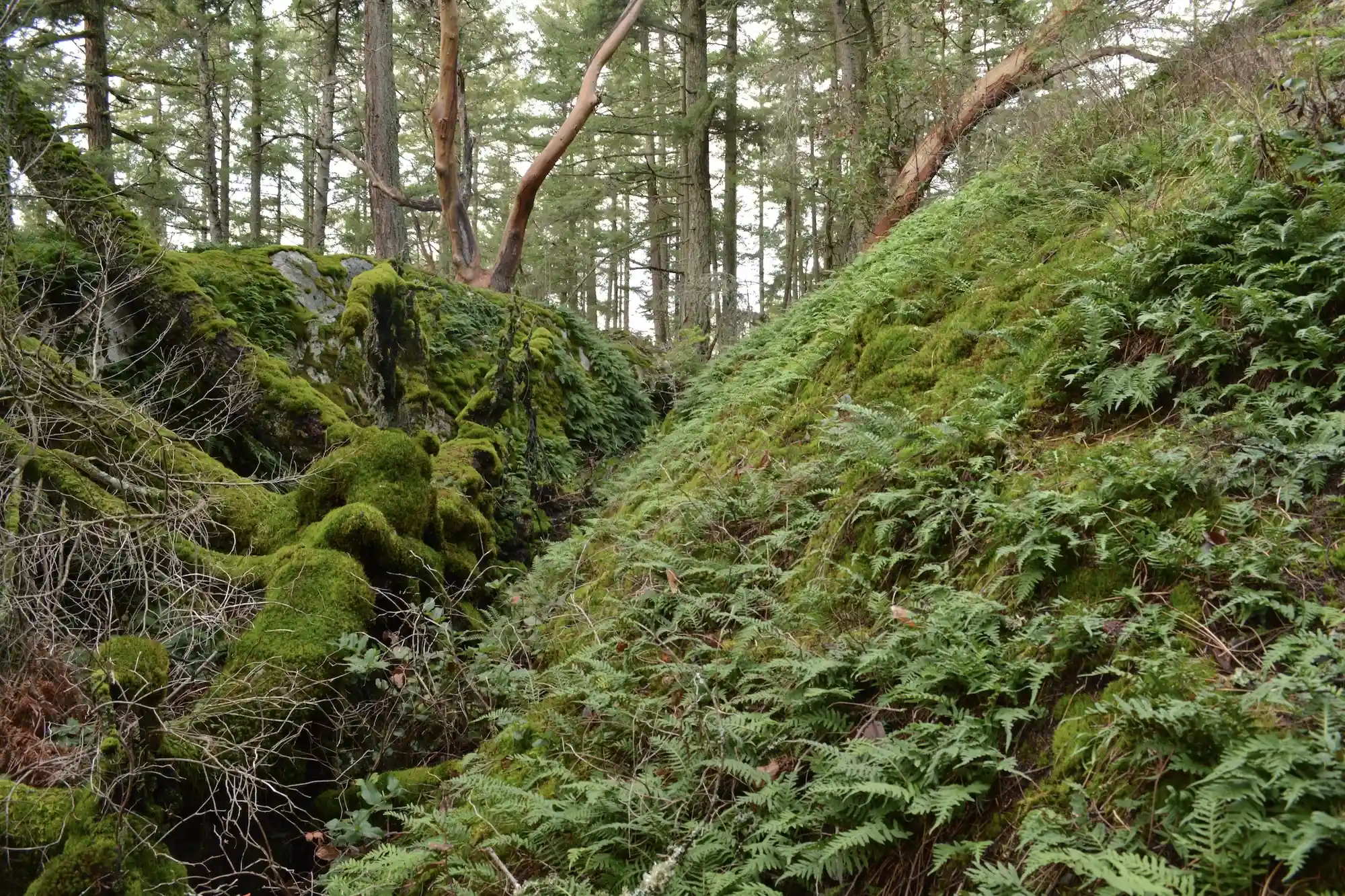 A wild place my daughter and I discoverd in West Vancover